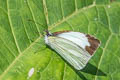 Common Green-eyed White Leptophobia aripa aripa