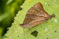 Corades enyo almo