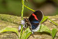 Crimson-patched Longwing Heliconius erato cyrbia (Red Postman)
