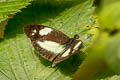Crisia Mimic White Dismorphia crisia ssp. (Cloud-forest Mimic White)