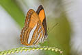 Cytherea Sister Adelpha cytherea cytherea (Smooth-banded Sister)