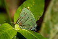 Deep-green Hairstreak Theritas mavors (Sleepy Greatstreak)