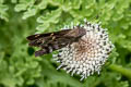 Dorantes Longtail Cecropterus dorantes galapagensis