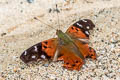 Double-dotted Mapwing Hypanartia kefersteini (Red Mapwing)