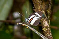 Ecuadorian White Perrhybris lorena