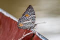 Elegant Beauty Baeotus aeilus