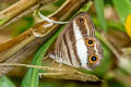 Euptychoides albofasciata