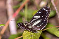 False Zebra Longwing Heliconius atthis 