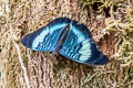 Flaming Panacea Panacea prola amazonica (Red Cracker)