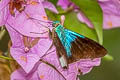 Frosted Flasher Telegonus alardus aquila