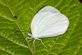 Ghost Yellow Eurema albula marginella (White Yellow)