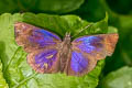 Glorious Blue Skipper Paches loxus loxana