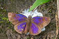 Glorious Blue Skipper Paches loxus loxana