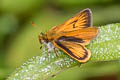 Golden Least Skipper Ancyloxypha aurea