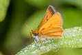 Golden Least Skipper Ancyloxypha aurea