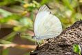 Great Southern White Ascia monuste monuste