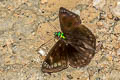 Green-headed Sootywing Gorgopas chlorocephala chlorocephala