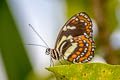 Harlequin Elzunia Elzunia pavonii (Harlequin Ticlear)