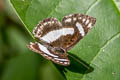 Irenia Metalmark Thisbe irenea