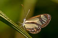 Ithomia salapia ssp.