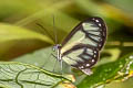 Ithomia salapia ssp.