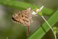 Long-tailed Skipper Urbanus proteus proteus