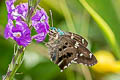 Long-tailed Skipper Urbanus proteus proteus