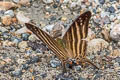 Many-banded Daggerwing Marpesia chiron chiron
