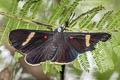 Melanis leucophlegma