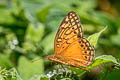 Mexican Fritillary Euptoieta hegesia meridiania