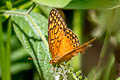 Mexican Fritillary Euptoieta hegesia meridiania