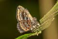 Miranda's Jewelmark Sarota miranda (Miranda's Sarota)