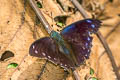 Mottled Leafwing Memphis arginussa onophis