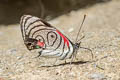 Neglected Eighty-eight Diaethria neglecta neglecta