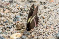 Nomad Swallowtail Pterourus menatius ctesiades 