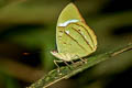 Obrinus Olivewing Nessaea obrinus lesoudieri