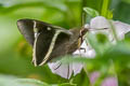 Alera vulpina