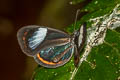 Oleria estella estella