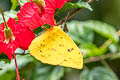 Orange-barred Sulphur Phoebis philea philea