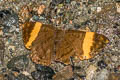 Orange-striped Tanmark Emesis cypria cilix