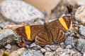 Orange-striped Tanmark Emesis cypria cilix