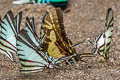 Orange Kite Swallowtail Neographium thyastes thyastinus