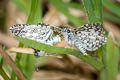 Orcus Checkered Skipper Burnsius orcus