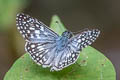 Orcus Checkered Skipper Burnsius orcus