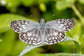 Orcus Checkered Skipper Burnsius orcus