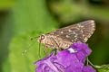 Orius Skipper Naevolus orius naevus