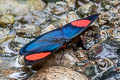 Painted Beauty Batesia hypochlora hypoxantha (Painted Panacea)