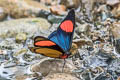 Painted Beauty Batesia hypochlora hypoxantha (Painted Panacea)