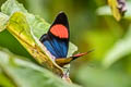 Painted Beauty Batesia hypochlora hypoxantha (Painted Panacea)