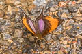 Pansy Daggerwing Marpesia marcella marcella